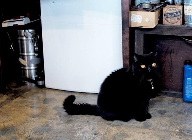 画像: お店で飼われている猫ちゃん