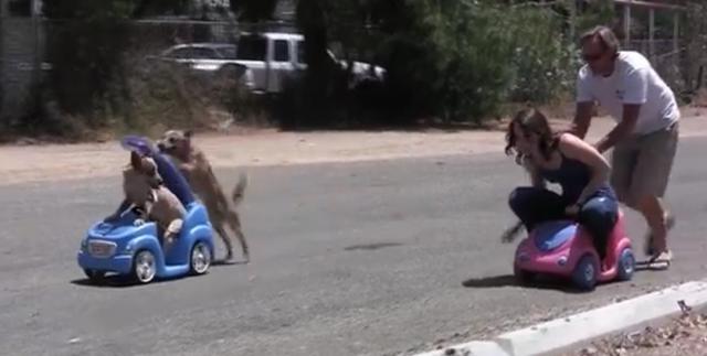 画像: 【勝つのはどっち!?】犬vs人間!手押し車レース!