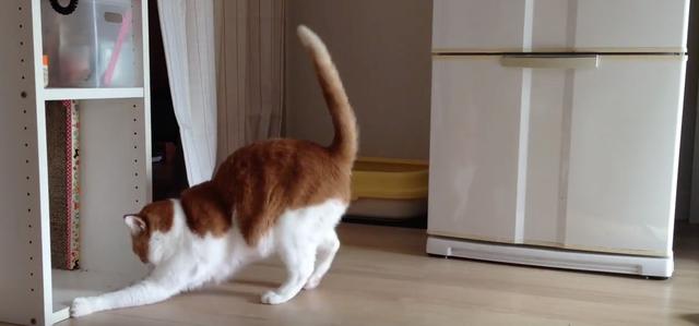 画像: 【動画】ラジコンに夢中過ぎるネコたん。