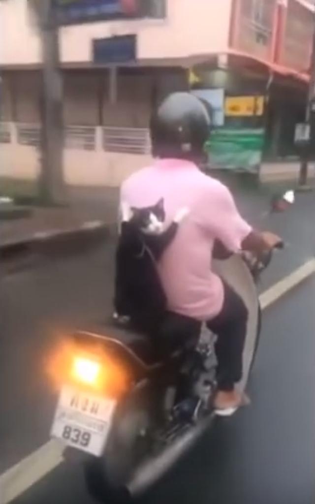 画像: なにみてんのよ? youtu.be