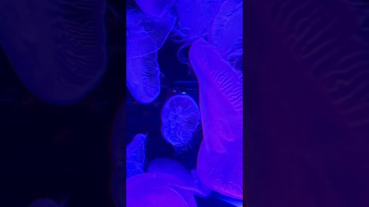 画像: 月刊カメラマン2016年12月号「気になるアイテム動画でチェック!02」(iPhone 7 Plus 水咲奈々) www.youtube.com