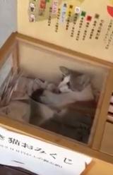 画像: 【動画】ホンモノの猫まねいちゃった…招き猫おみくじの中に猫がいる!!