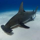 画像: Wikipedia によると、ハンマーヘッドシャークことシュモクザメは、メジロザメ目のシュモクザメ科 Sphyrnidae に属するサメの総称とのことです。頭がハンマーのように見えることから、この名前がついたわけですね。 www.diveworldwide.com