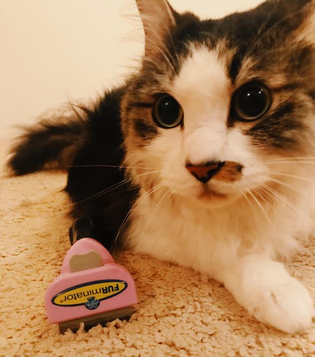 画像1: #002 毛だらけの動物と暮らすひとの味方『FURminator』