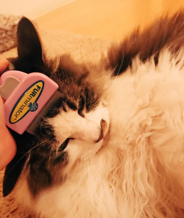画像2: #002 毛だらけの動物と暮らすひとの味方『FURminator』