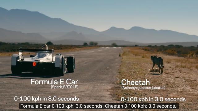 画像: 舞台は南アフリカ・・・なんと、フォーミュラEマシンもチーターも、なんと0-100km/h加速はともに3秒台なのですね・・・。これはいい勝負になりそうです! www.youtube.com