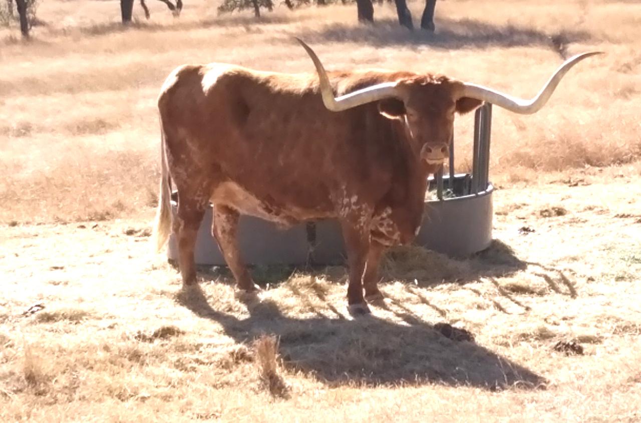 画像: 牛デカい……めちゃくちゃデカくて、もう笑うしかありません。