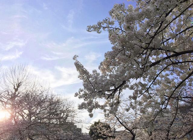 画像: 空と桜〜!加工なしでこの綺麗さ☆