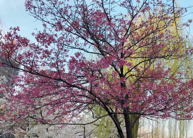 画像: 所々にある濃いピンクの桜がいい感じ。