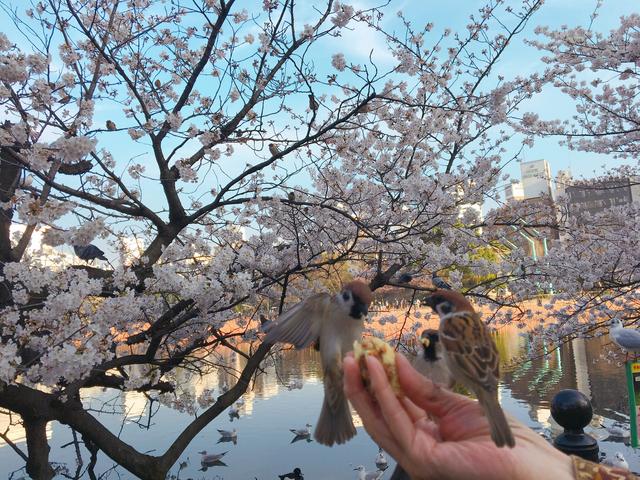画像: 何匹か来てモグモグ。。