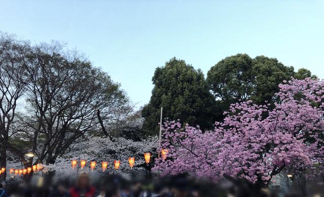 画像10: ミク様は花より団子!?今年初のお花見は◯◯へ行ってきました♡【水曜日のミク様】