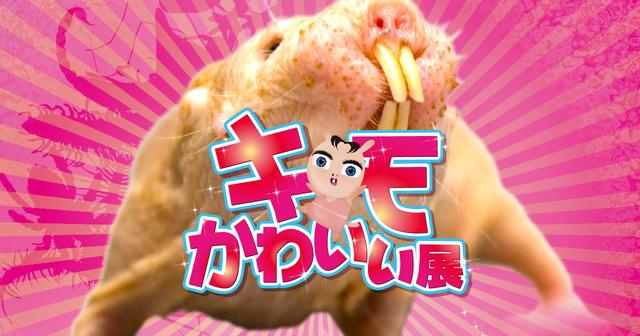 閲覧注意 キモかわいい展 でご対面した貴重動物の正体とは 水曜日のミク様 Lawrence Motorcycle X Cars A Your Life