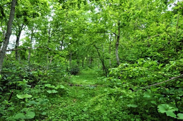 画像: 自然に還って廃道化する峠(北海道・於鬼頭峠)