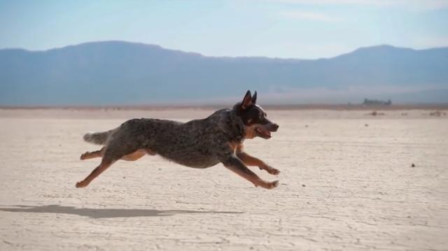 画像: 疾走することに魅了されたように、夢中で砂漠を駆け抜ける犬・・・。この作品は、ここからはじまります。 www.youtube.com