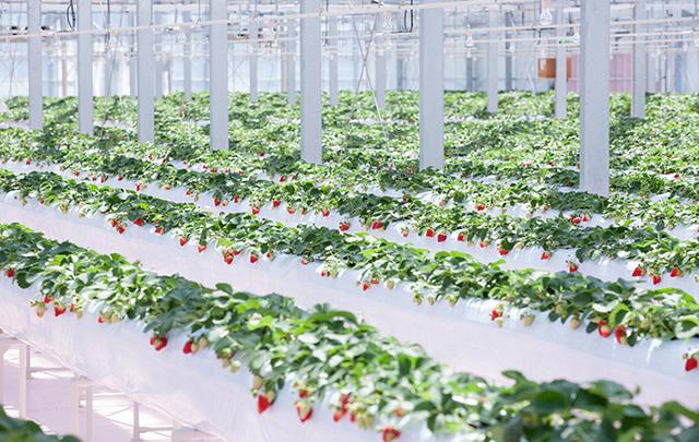画像2: tokyo-strawberry-park.jp