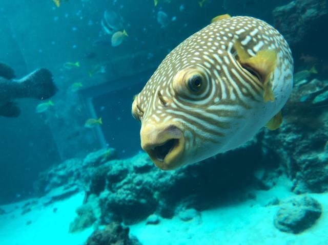 画像8: 青い海と美味しいお酒!?ミク様の夏休みを紹介♡in 沖縄〜!!【水曜日のミク様】