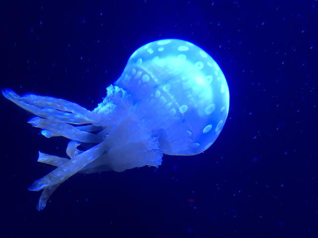 画像9: 青い海と美味しいお酒!?ミク様の夏休みを紹介♡in 沖縄〜!!【水曜日のミク様】