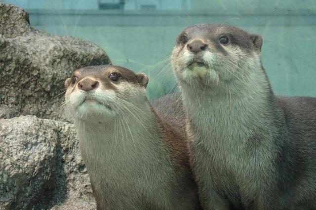 画像3: 水族館