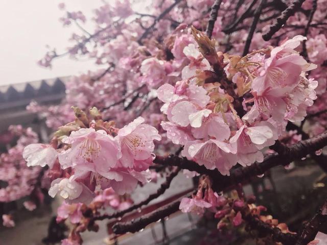 画像2: 三浦海岸桜まつり