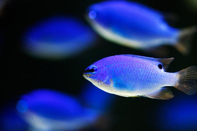 画像: ルリスズメダイ www.jewelry-aquarium.com