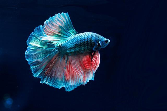画像: ベタと呼ばれる熱帯魚 www.jewelry-aquarium.com