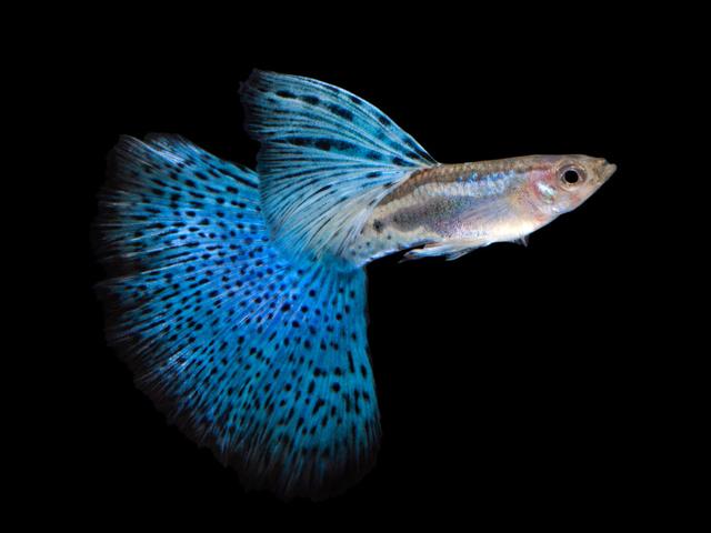 画像: グッピーと呼ばれる熱帯魚 www.jewelry-aquarium.com