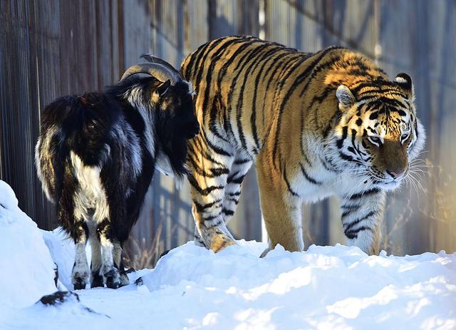 画像: 右がトラのアムール、左がヤギのアムールです・・・って書かなくてもわかりますよね(苦笑)。 ja.wikipedia.org