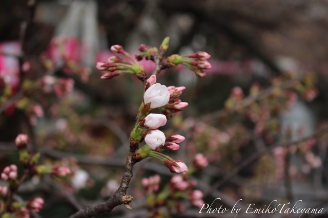 画像2: 中目黒の桜・開花宣言当日2015年3月23日