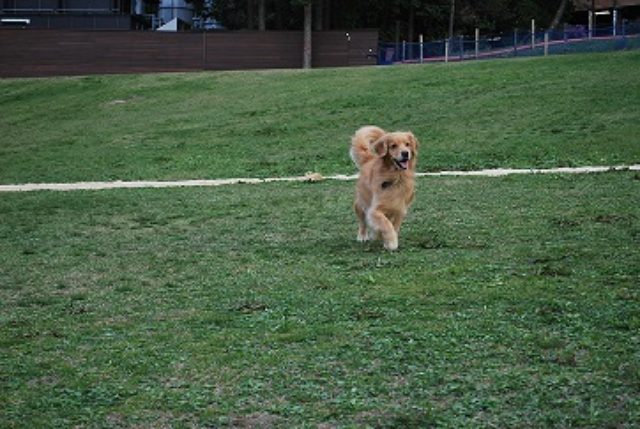 画像: ドッグラン