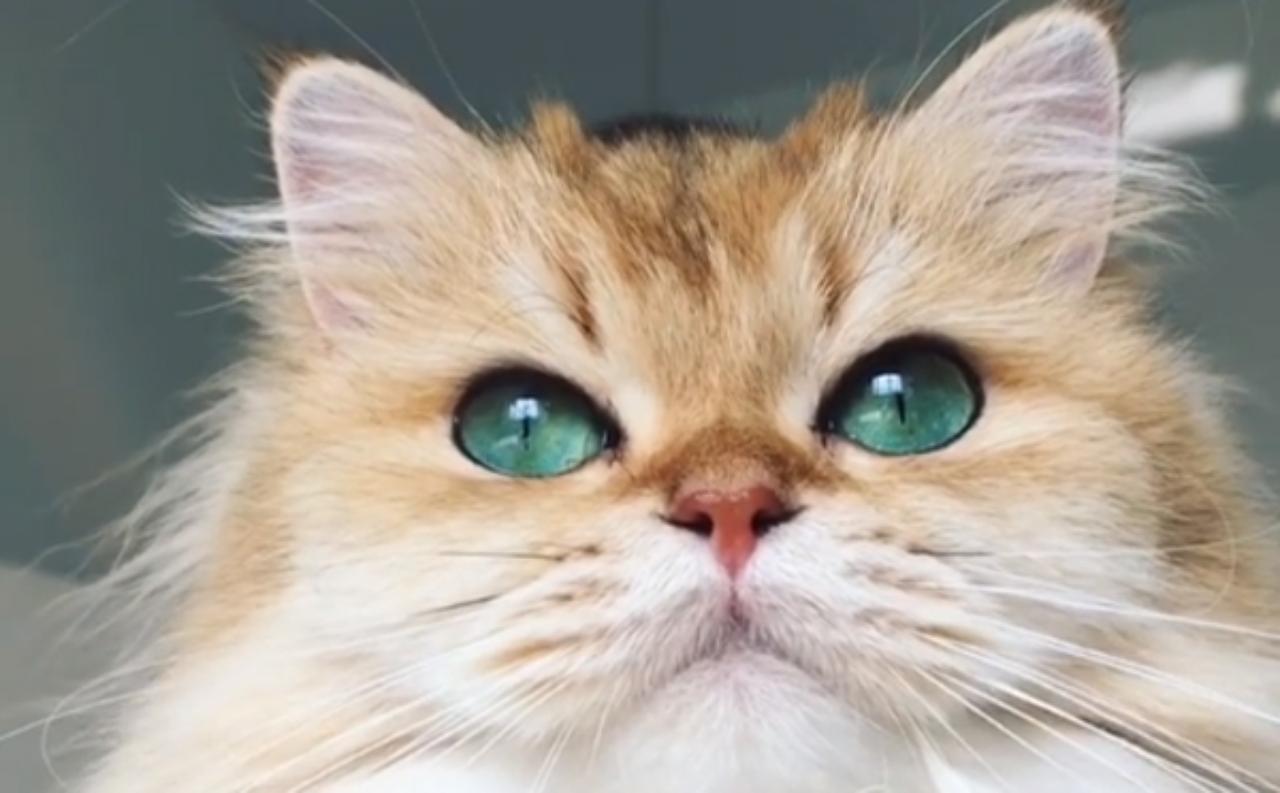 目力強すぎ!エメラルドグリーンに輝く瞳のにゃんこがインスタで大人気