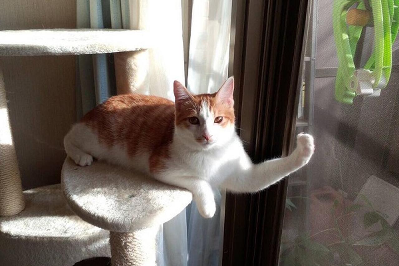 猫 ムキムキ