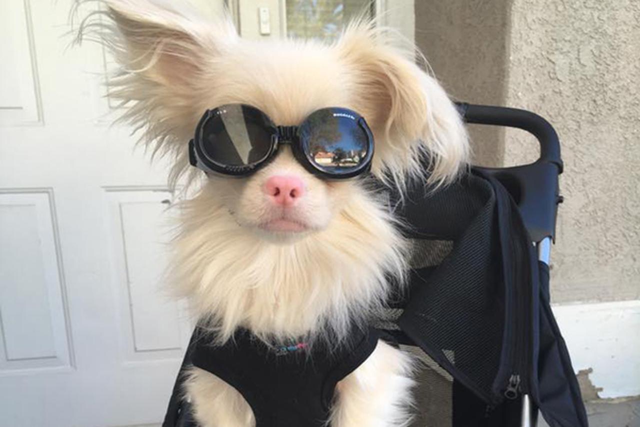 片目を失いサングラスをしたアルビノ犬の毎日を追ったインスタグラムが話題 - カワコレメディア