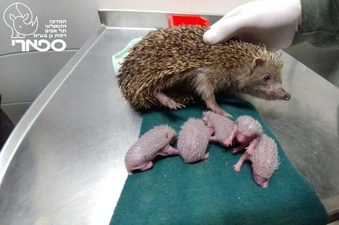 交通事故にあったお母さんハリネズミ、深刻なケガを負いながら5匹の