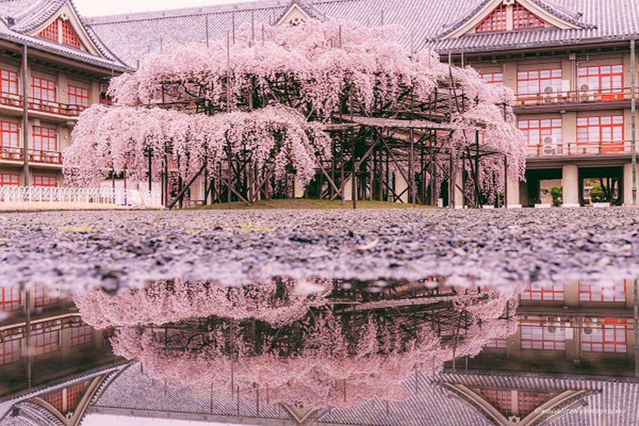 まるで桜のボールみたい...水たまりに映る「しだれ桜」が美しすぎると話題に - カワコレメディア