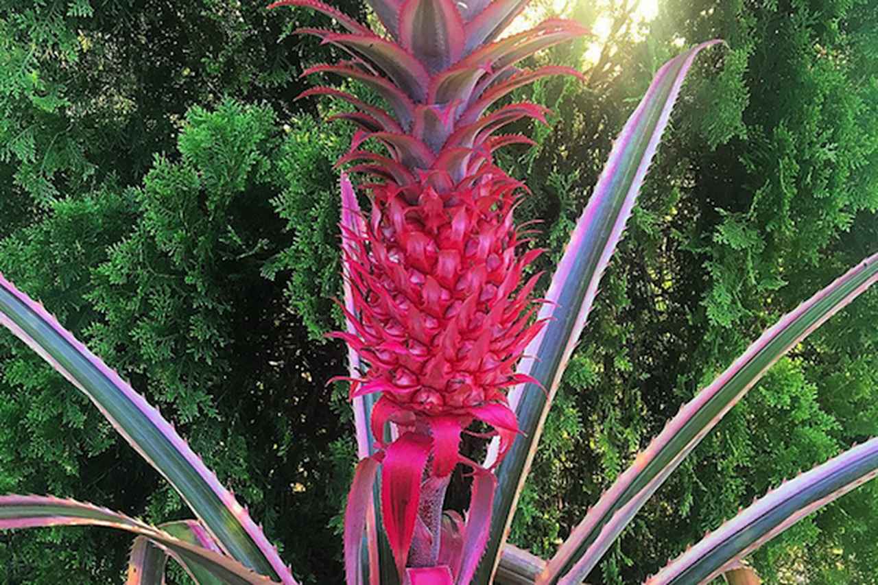 爆アレ❗️可愛いピンク♡超綺麗マダガスカル産パイナップルピンククラスターA1488 いつか日本にも?「ピンクのパイナップル」が米国のSNSで人気 - カワ