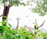 画像: 28ヘクタールもある広大な園内ですが・・・ 檻がないんです。