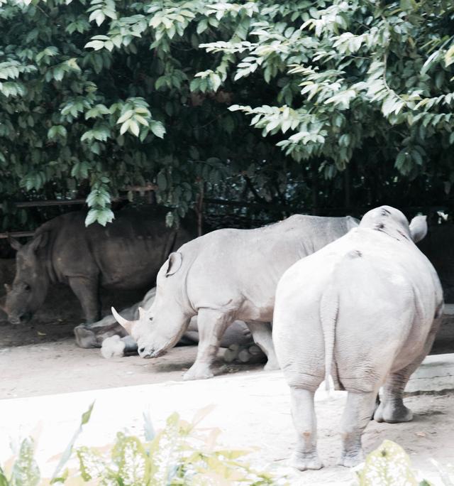 画像: 絶滅危惧種のシロサイ 珍獣、希少動物いっぱいです。