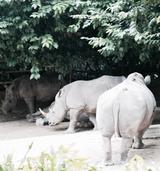 画像: 絶滅危惧種のシロサイ 珍獣、希少動物いっぱいです。