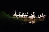 画像: PRETTY FLAMINGO!