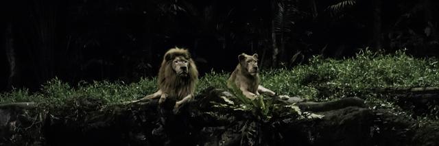 画像: ライオンでかっ! 感動のあまりカメラに収めたくなりますが、園内ではフラッシュ撮影禁止です。 しっかり目に焼き付けておきましょう。