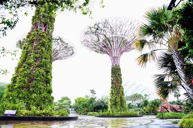 画像1: マリーナ・ベイにオープンした巨大な植物園「ガーデンズ・バイ・ザ・ベイ」