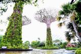 画像1: マリーナ・ベイにオープンした巨大な植物園「ガーデンズ・バイ・ザ・ベイ」