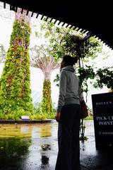 画像2: マリーナ・ベイにオープンした巨大な植物園「ガーデンズ・バイ・ザ・ベイ」