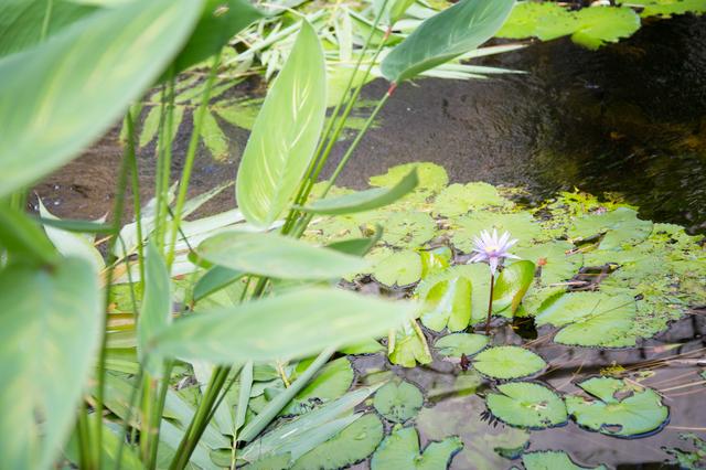 画像3: 忘れちゃ行けないのが、CHI「氣」スパ