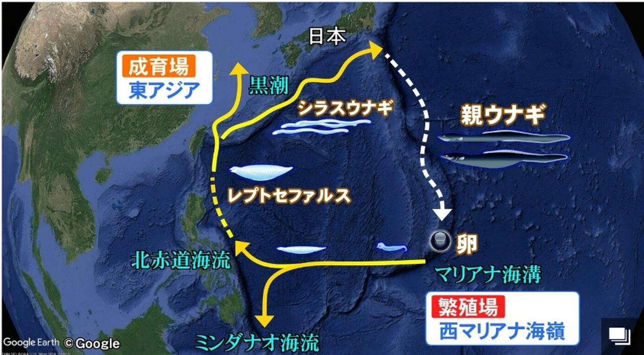 画像: SDGs 14番目の目標は… 海の豊かさを守ろう SDGs 15番目の目標は…陸の豊かさも守ろう