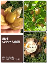 画像1: フルーツほおずき「太陽の子」