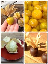 画像2: フルーツほおずき「太陽の子」