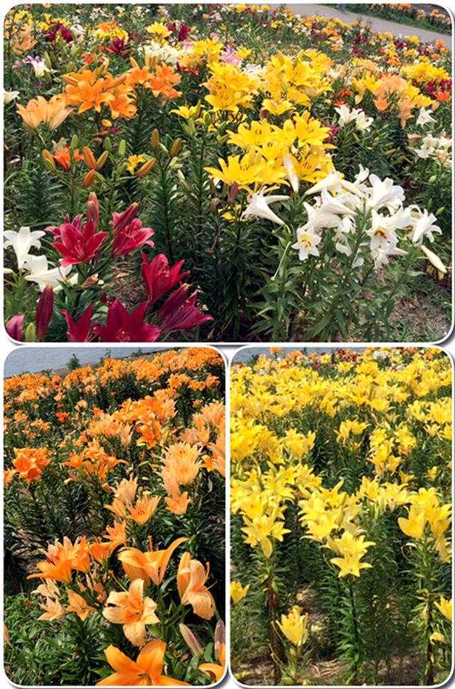 画像6: 6/21 「Beautiful!大阪舞洲ゆり園」