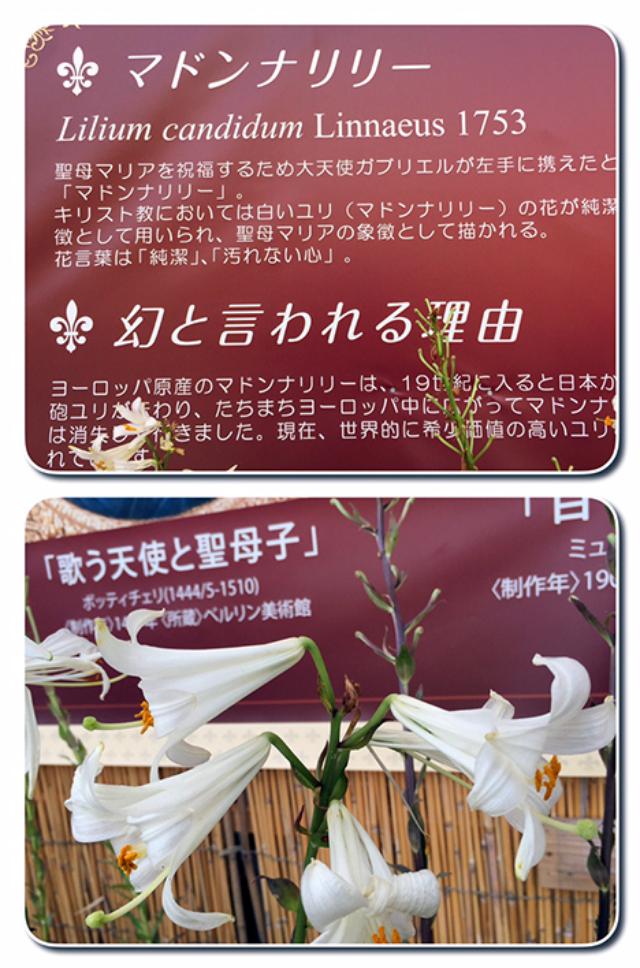画像7: 6/21 「Beautiful!大阪舞洲ゆり園」