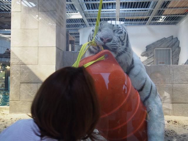 画像: さらに、すぐそばにはホワイトタイガーも。餌やりの時間にちょうど遭遇。 あまりの迫力に由美ちゃんもびっくりです。迫力は負けてません。